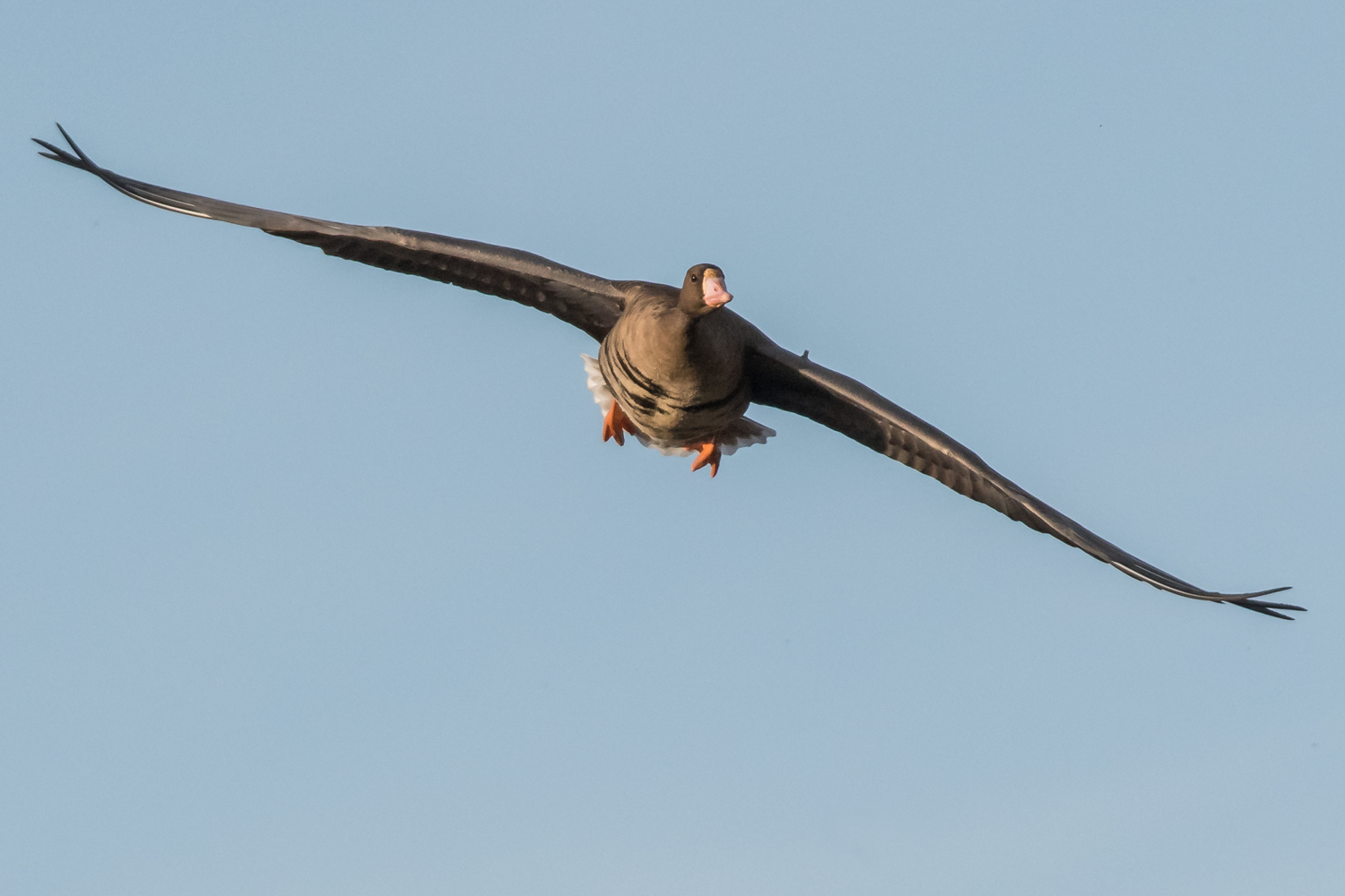 White-fronted Goose