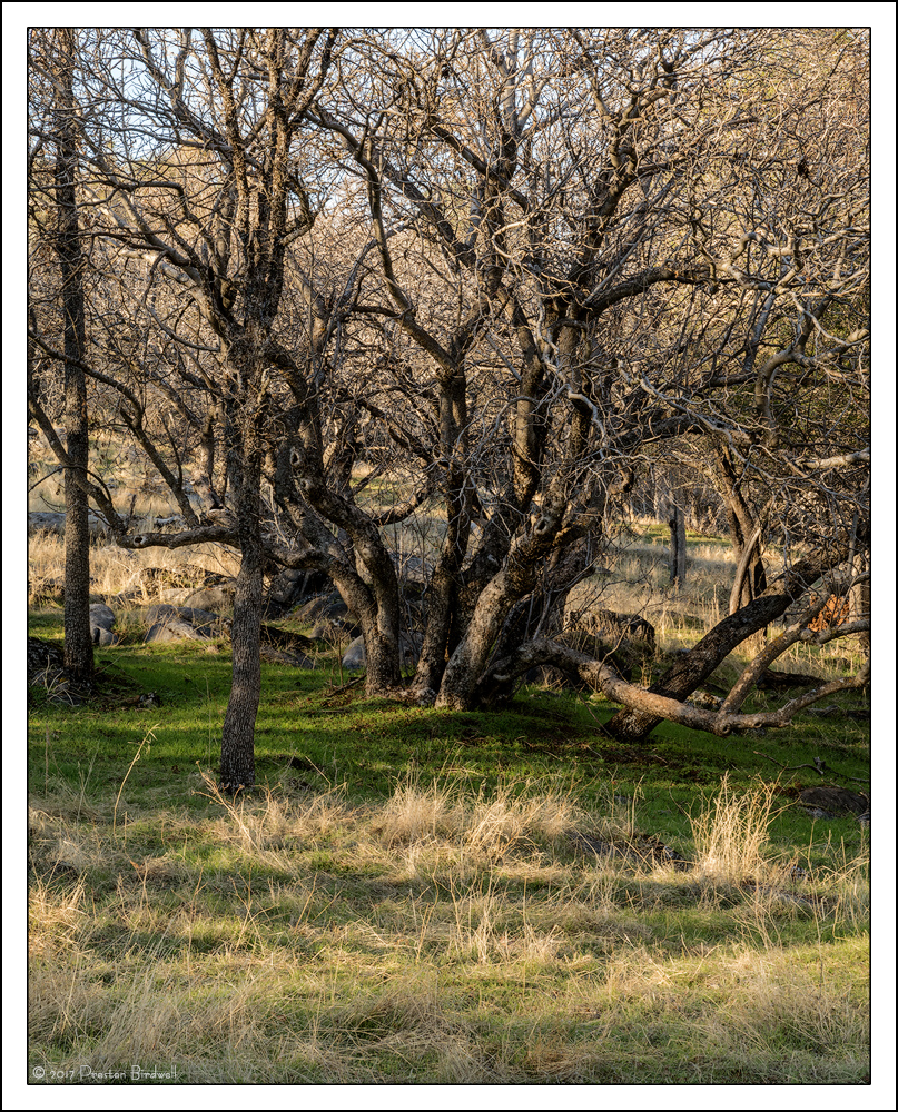 Twisted Oak