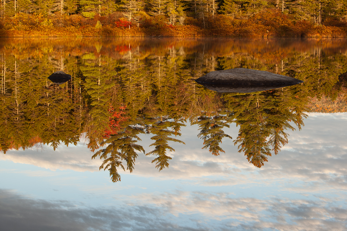 Lily Pond Reflections