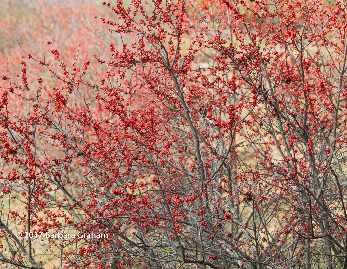 Red Berries w/redo