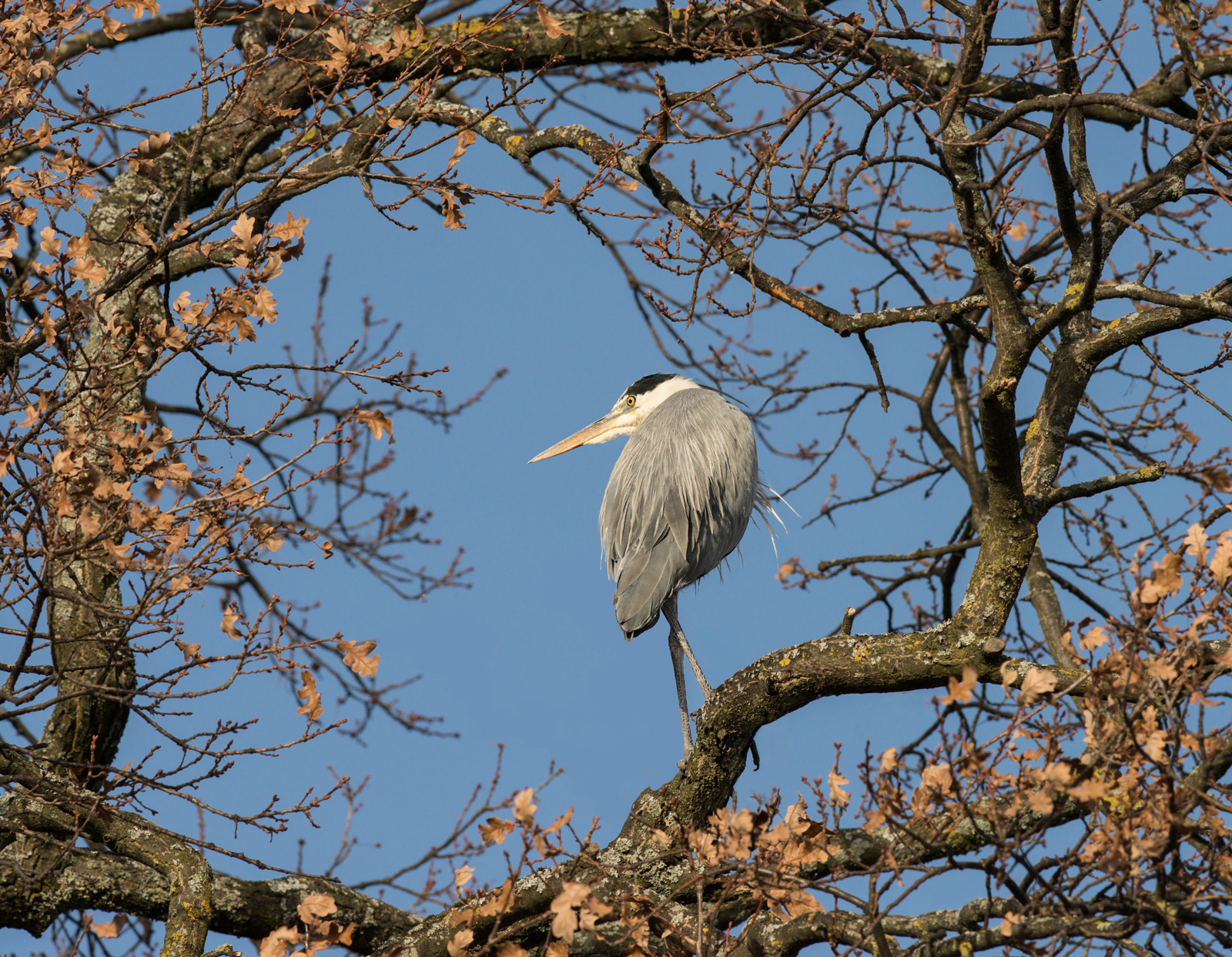 Framed heron