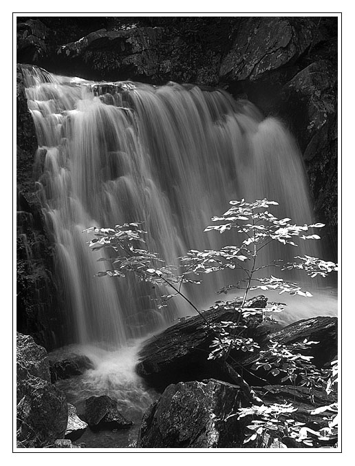  Falling Branch Falls WC # 168
