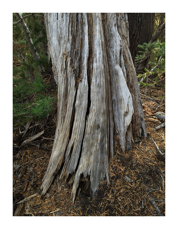 An Old Tree +2rp