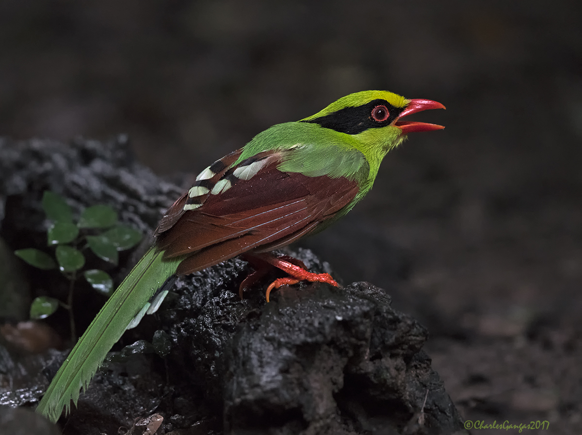 Common Green Magpie