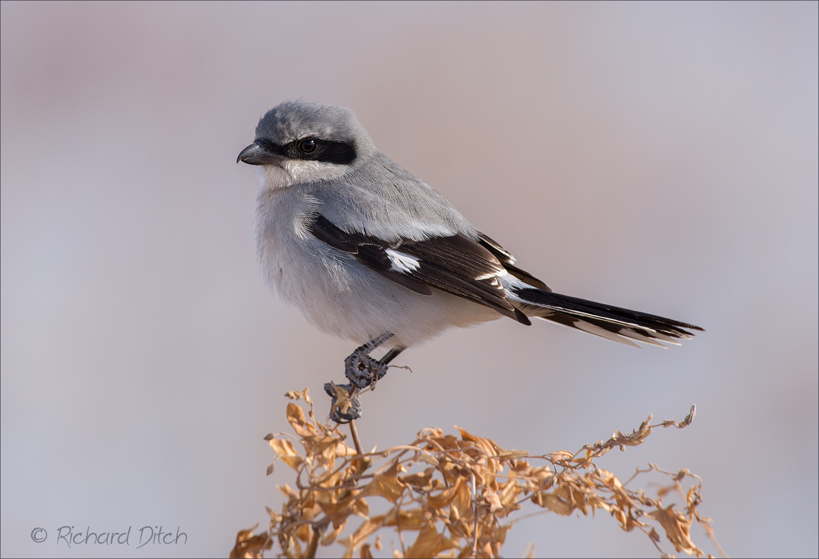 Loggerhead Shrike