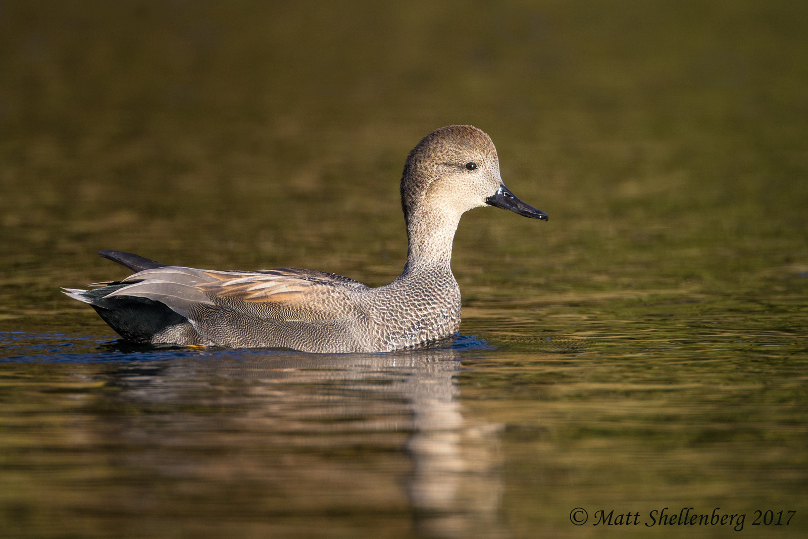 Gadwall Drake