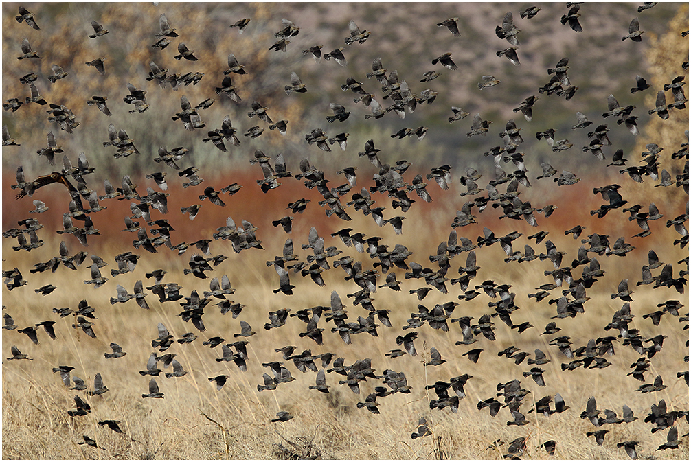 More Blackbirds +1
