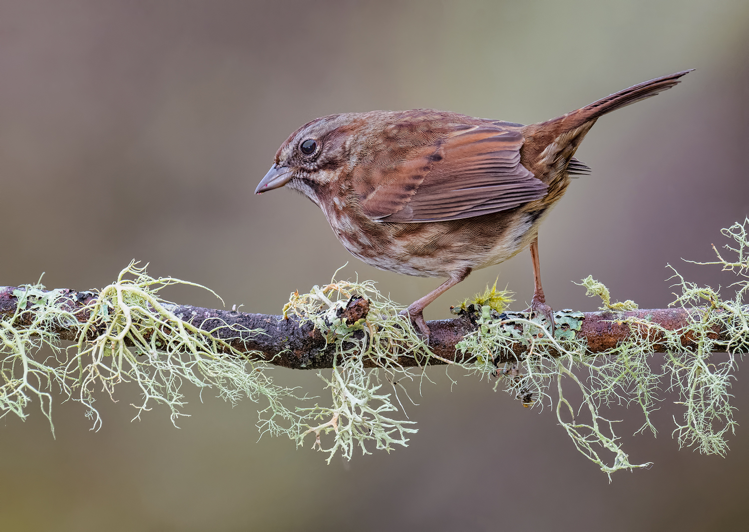 Just a Song Sparrow