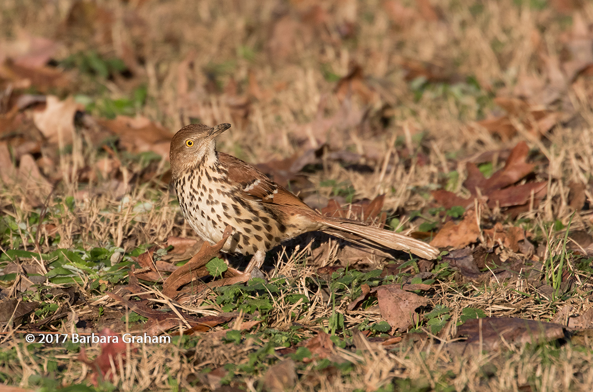 Brown Thrasher