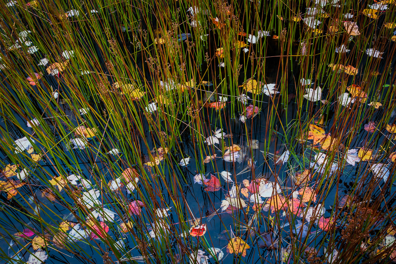 Autumn Abstract
