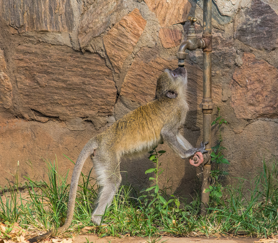 Thirsty Monkey