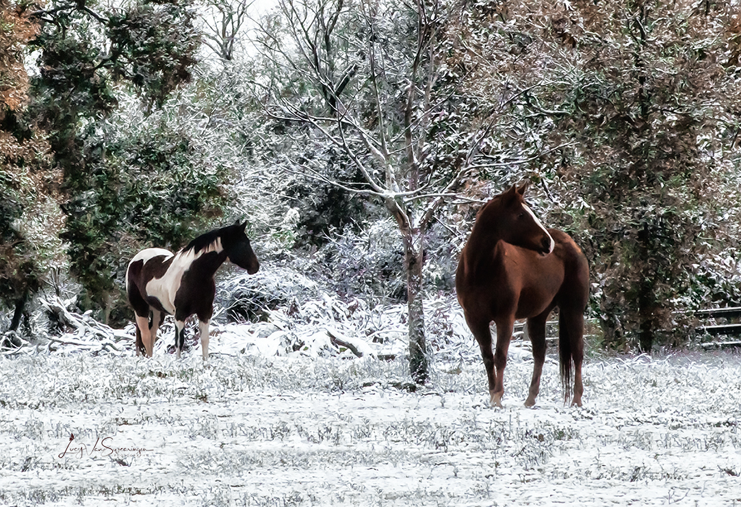 Snow Buddies