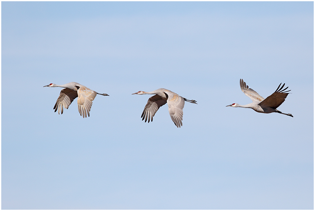 3 Sandhills in Flight