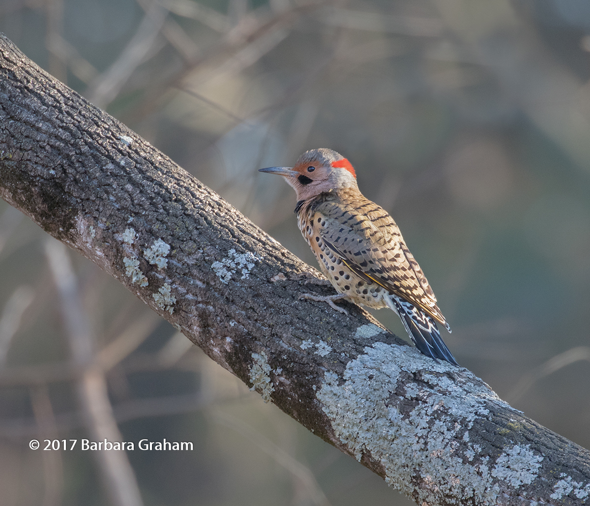 Northern Flicker