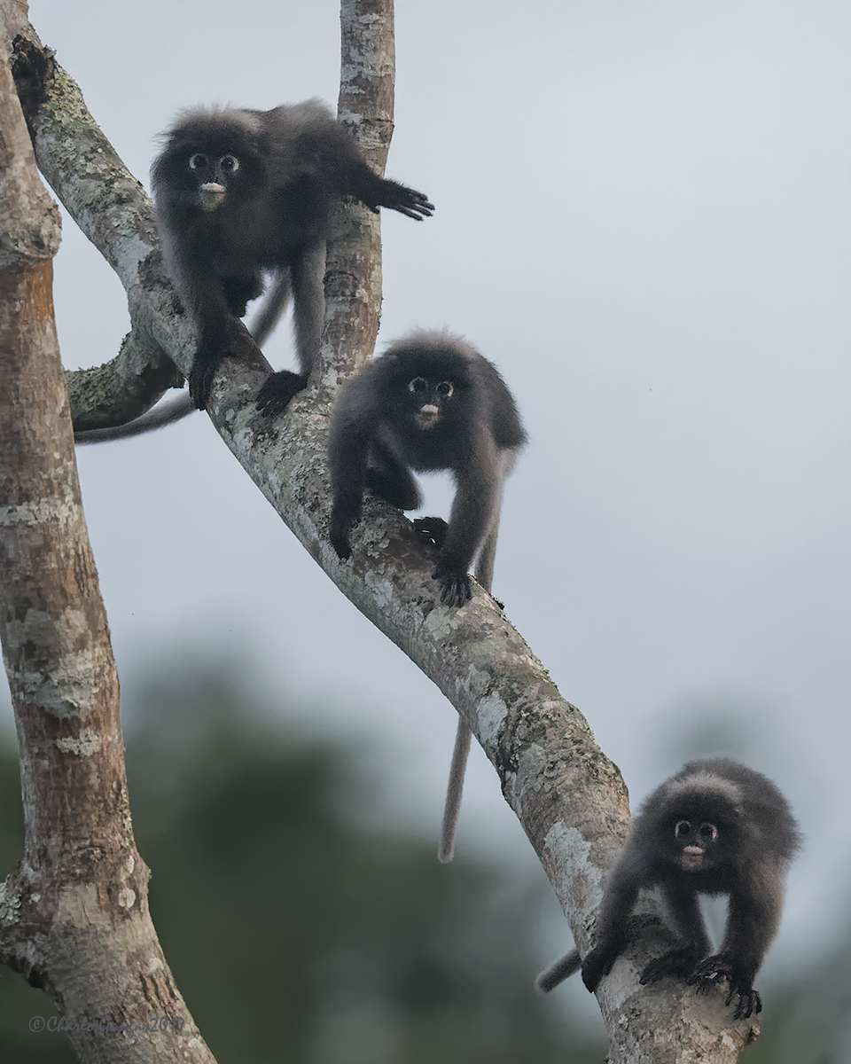 Three in a Tree