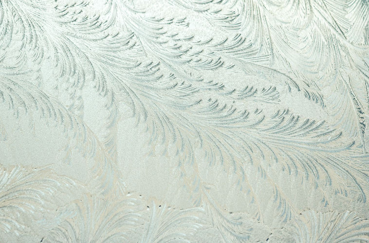 Frost Feathers (moved from PA)