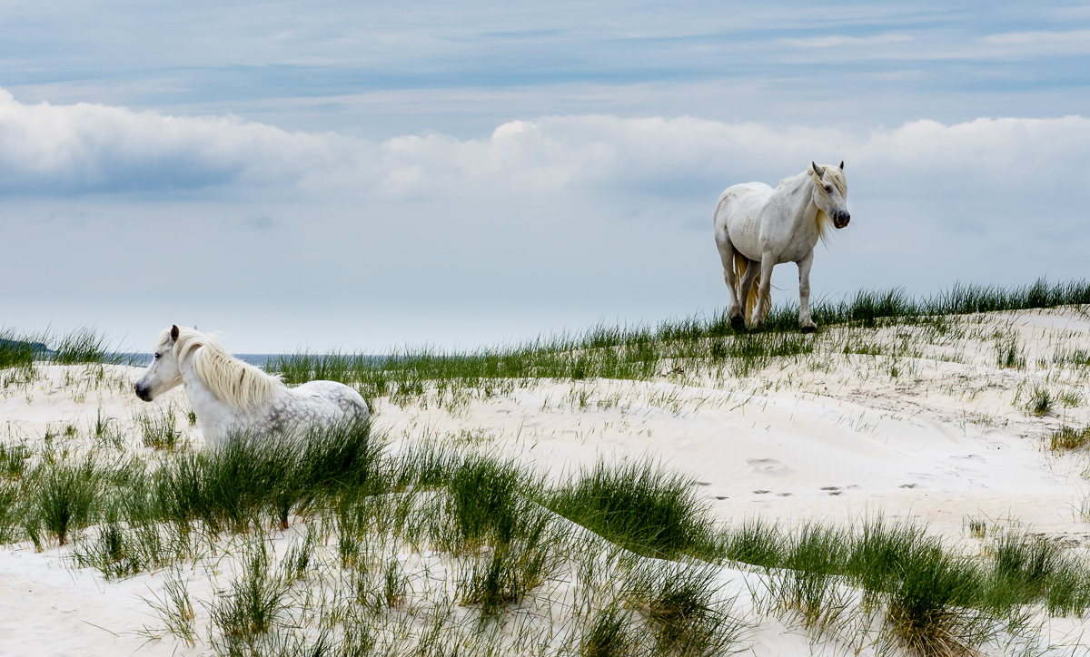 White Horses