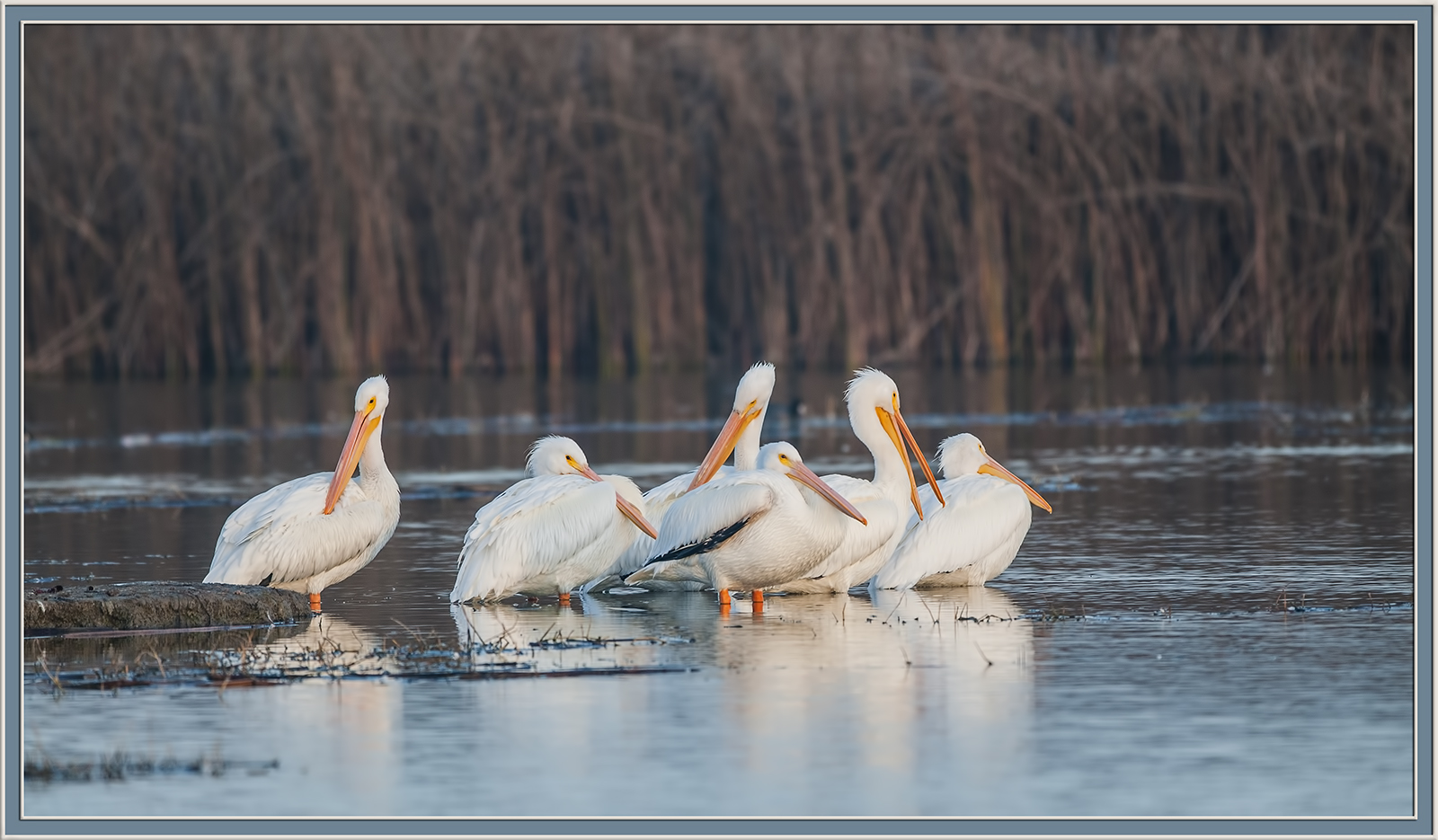 6 Pelicans