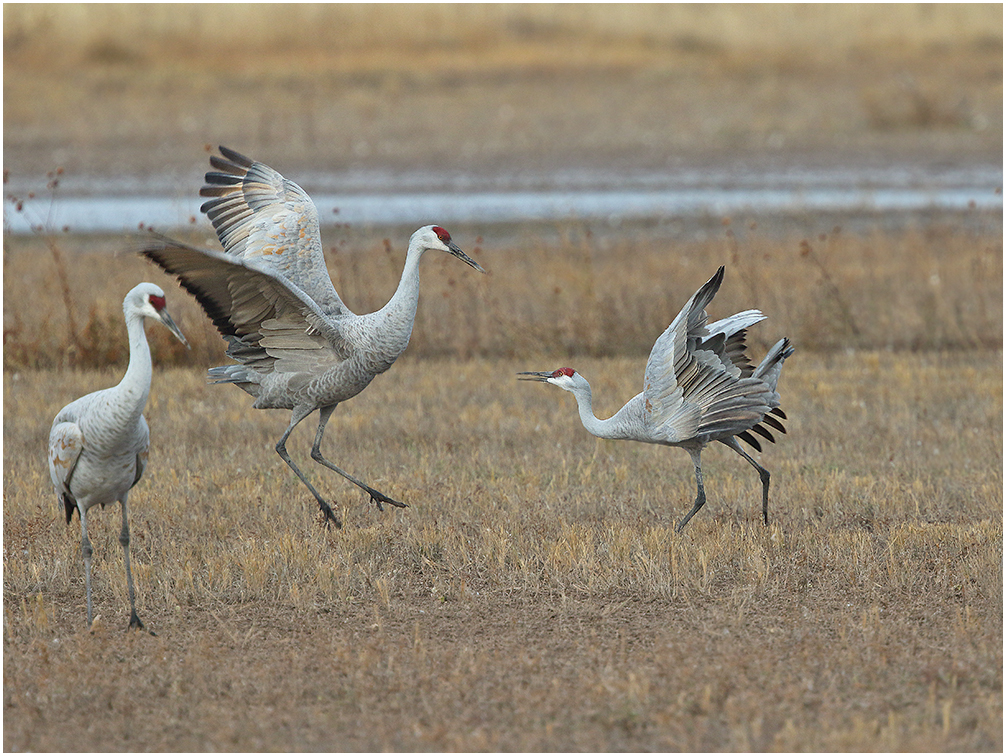 Sandhill Interaction