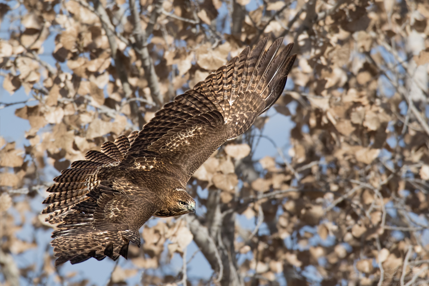 Red-tailed Hawk II