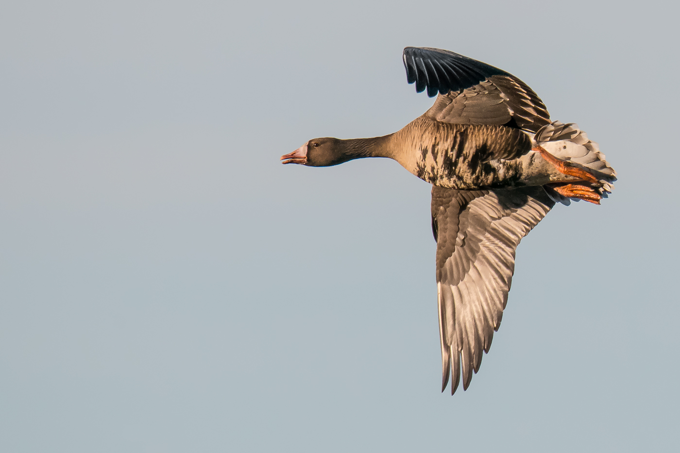 White-fronted Goose