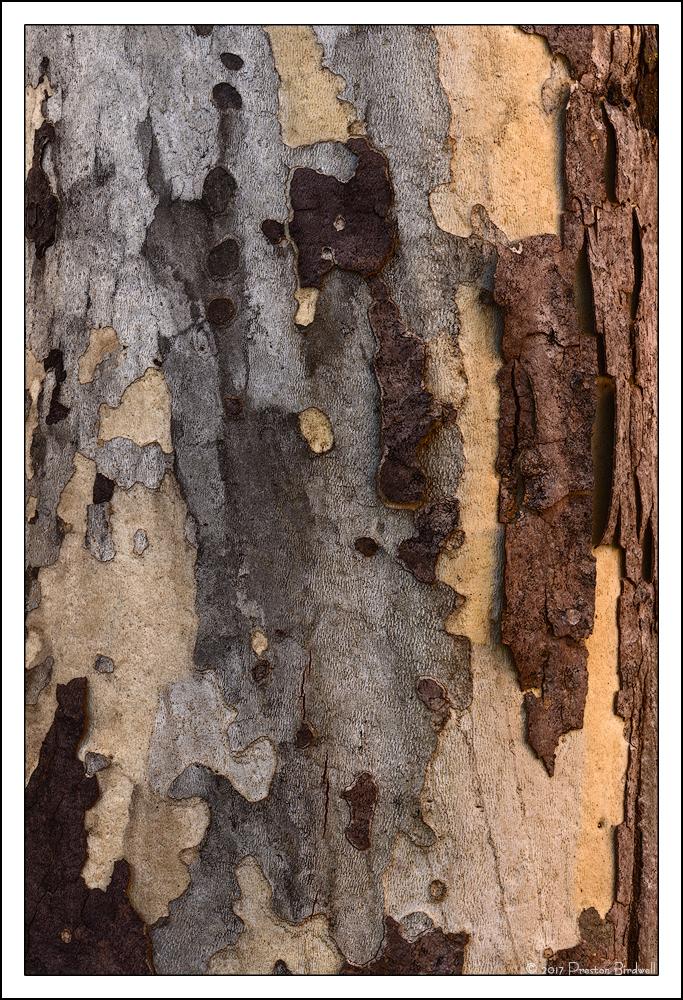 Sycamore Details + RW