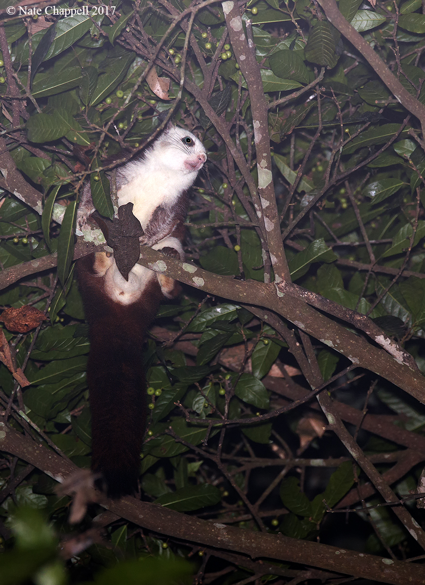 Giant Flying Squirrel 