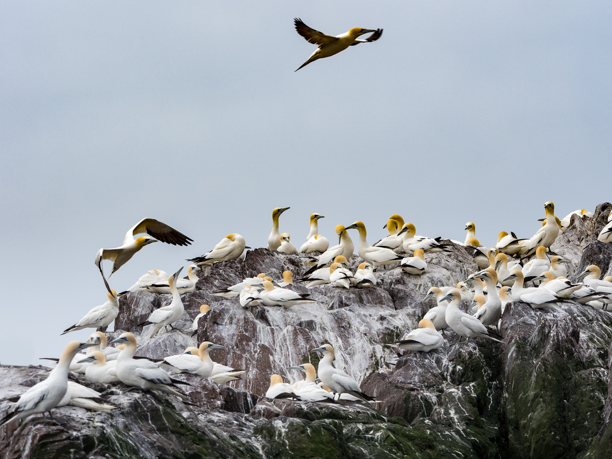 Gannet Colony