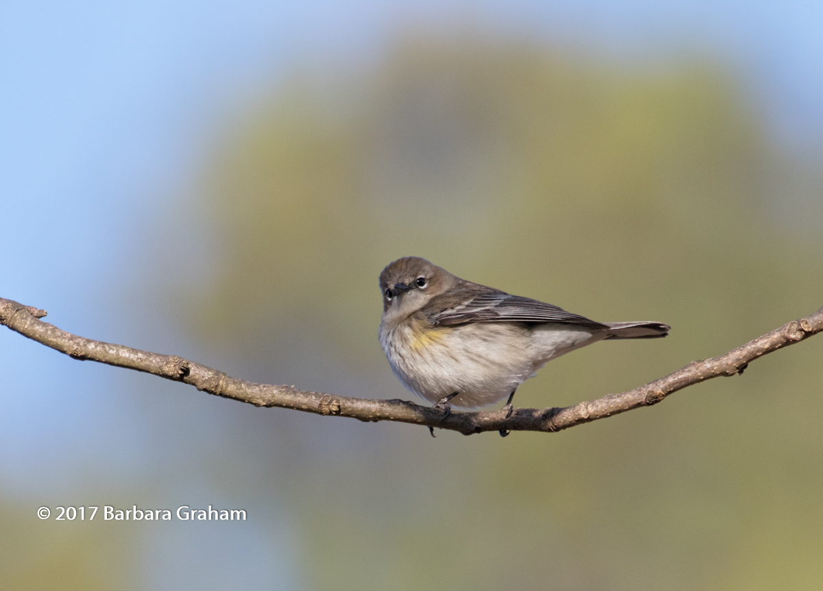 Fem. YR Warbler II