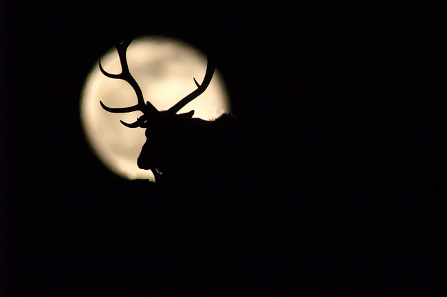 Man in the Moon
