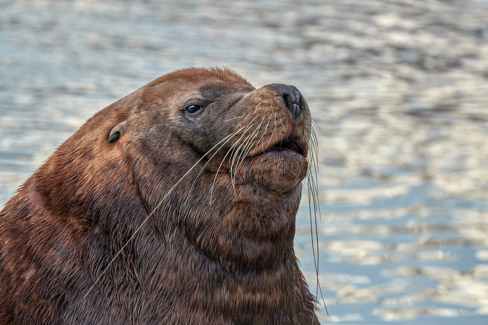 Old Man of the Sea