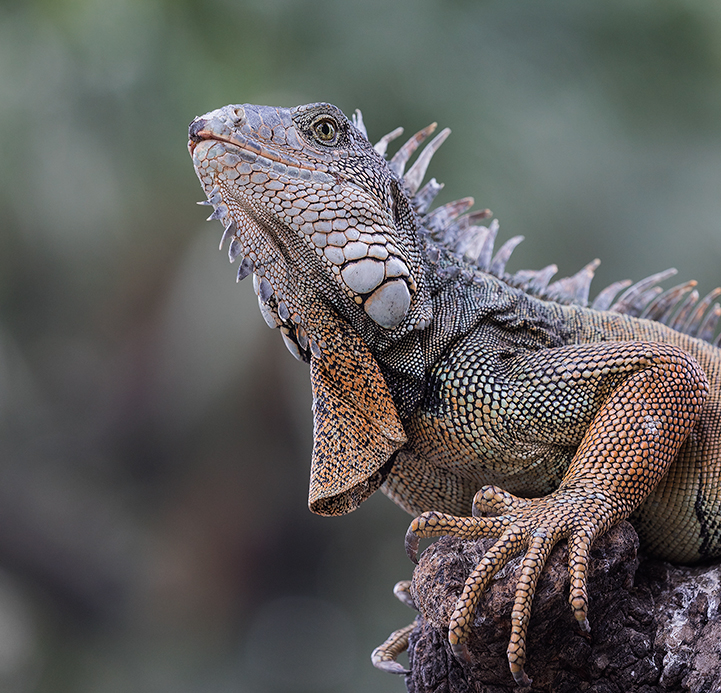 Land iguana