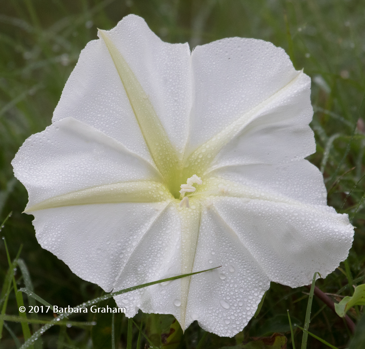 Wild Morning Glory