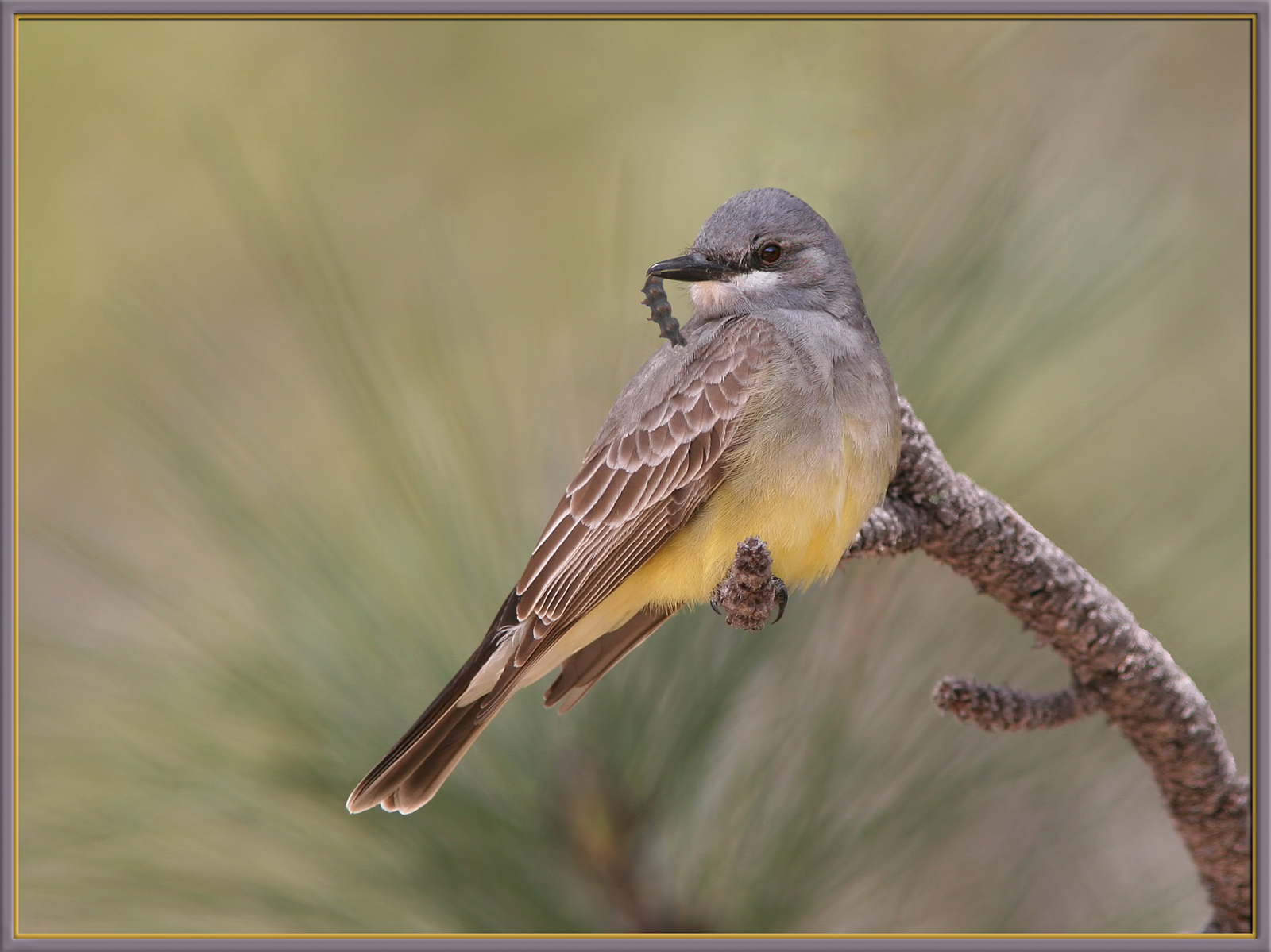 Kingbird with Caterpillar