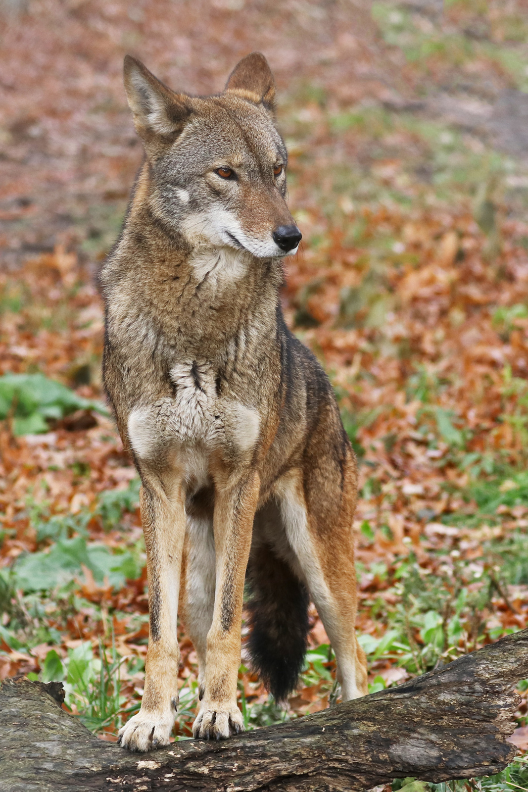 Red Wolf
