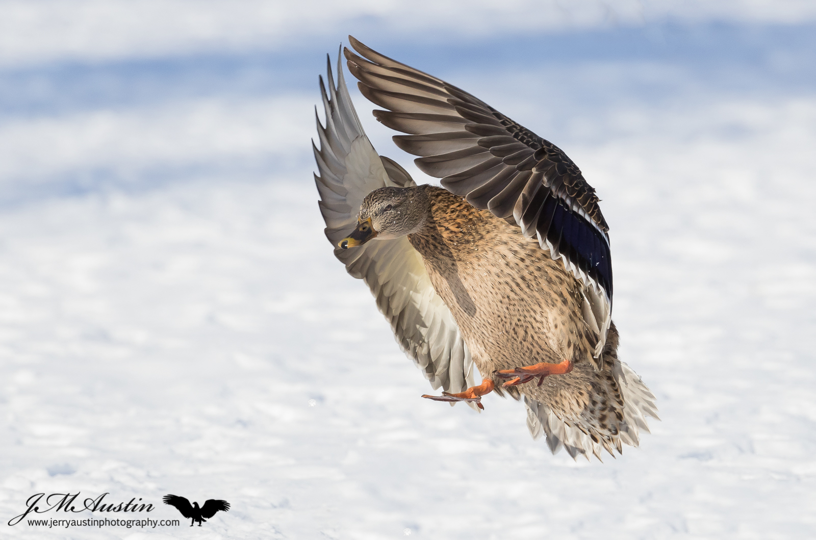 Incoming Mallard Hen