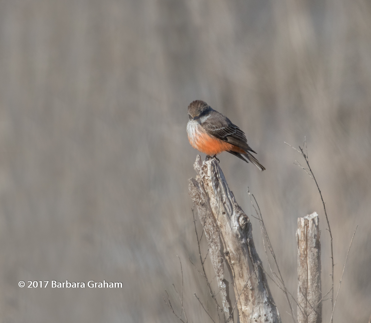 Vermilion Flycatcher