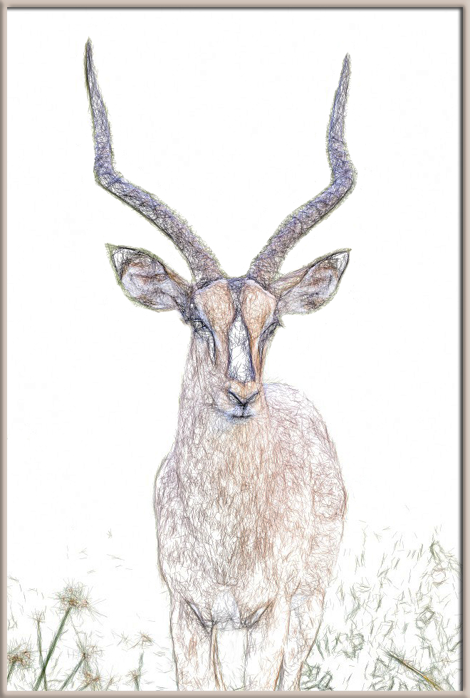 Impala Sketch