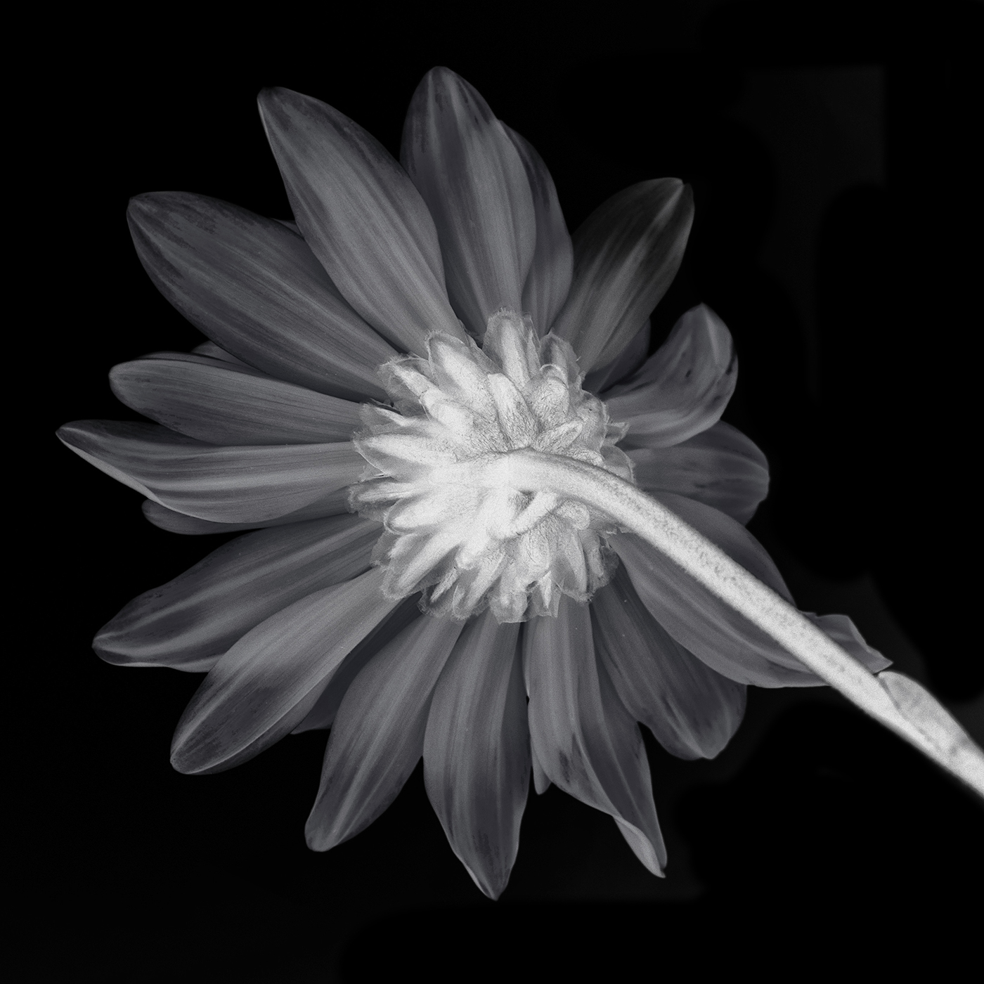 essence of yellow daisy