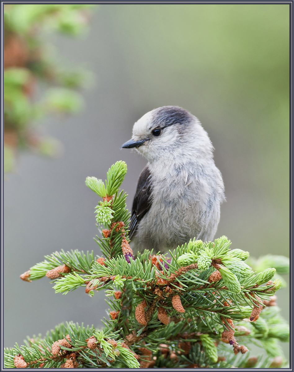 Gray Jay
