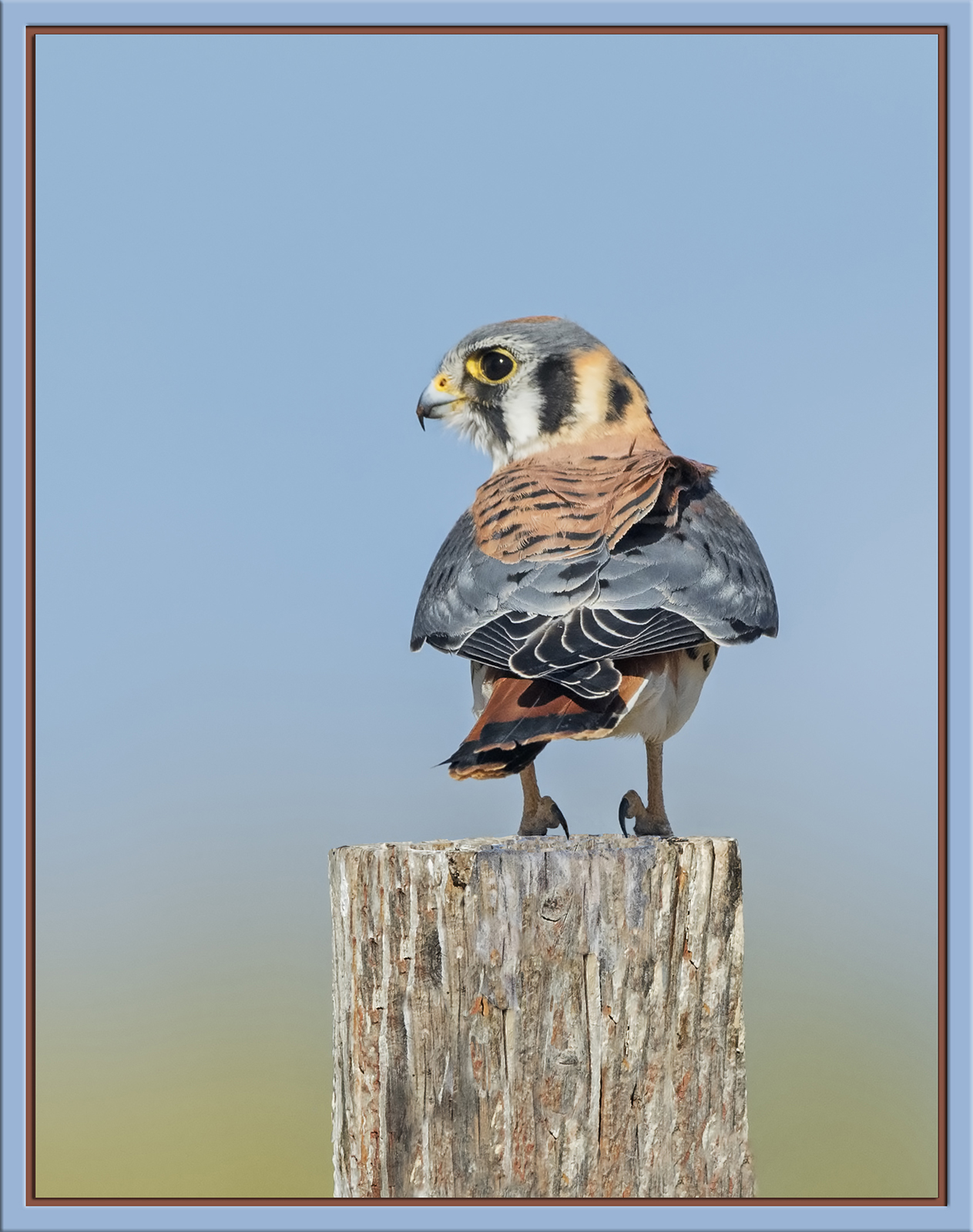 Kestrel