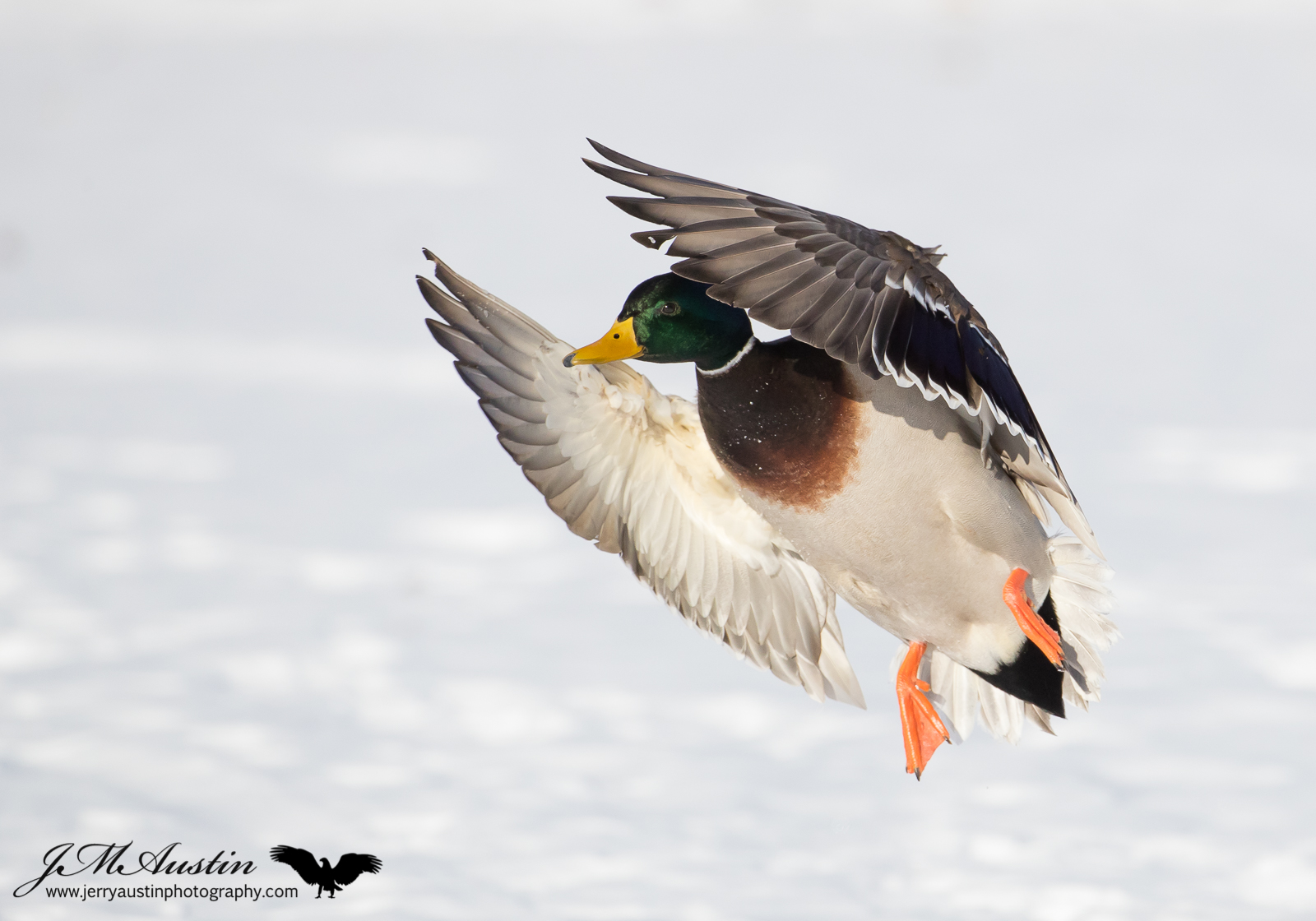 Handsome Mallard Drake