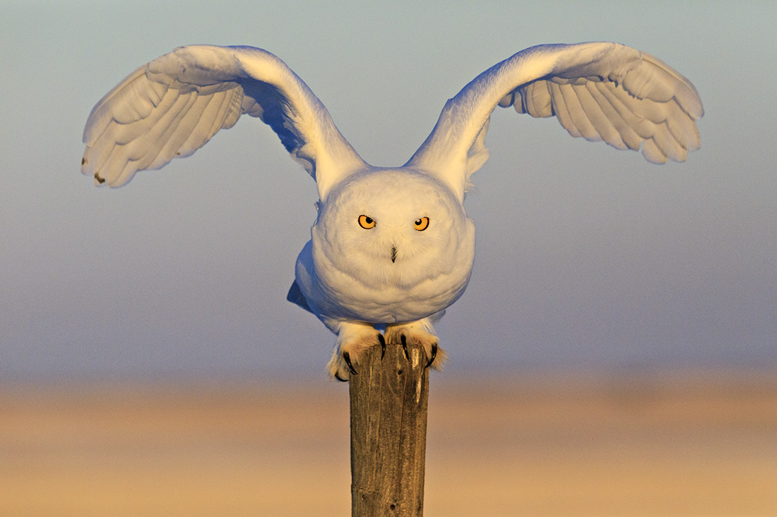 Snowy Owl