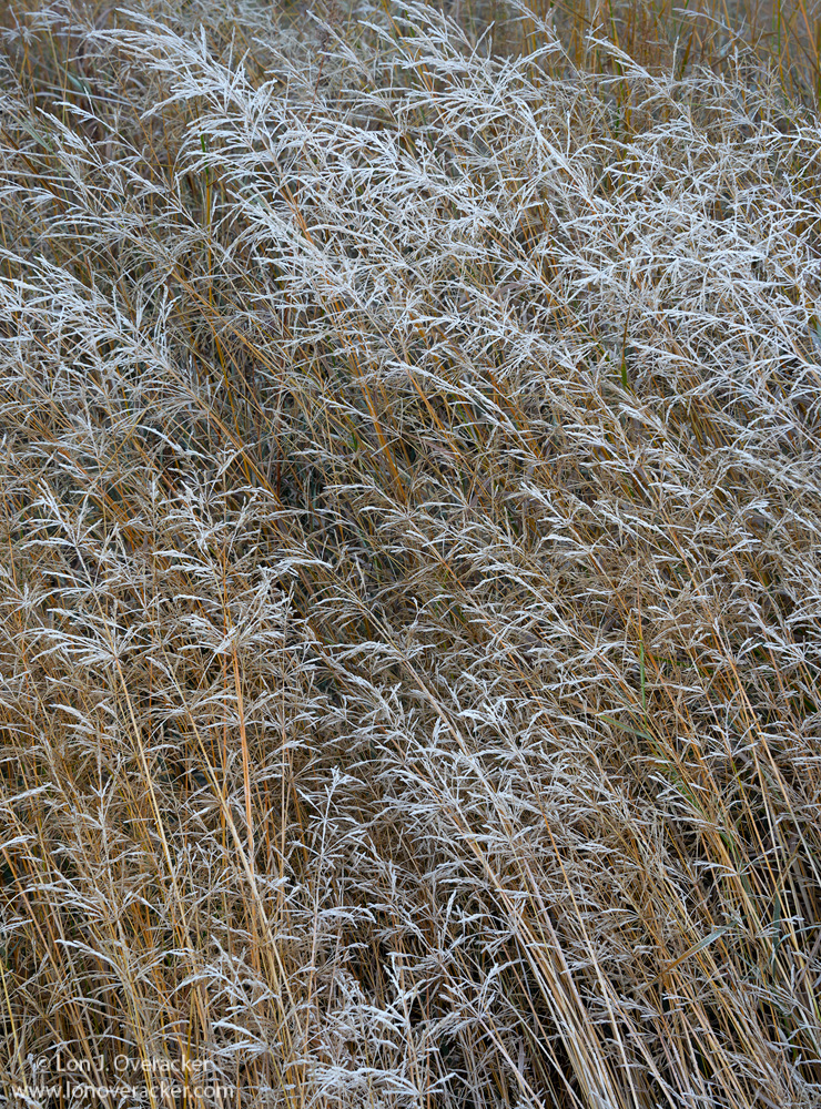 Amber Waves of Grain