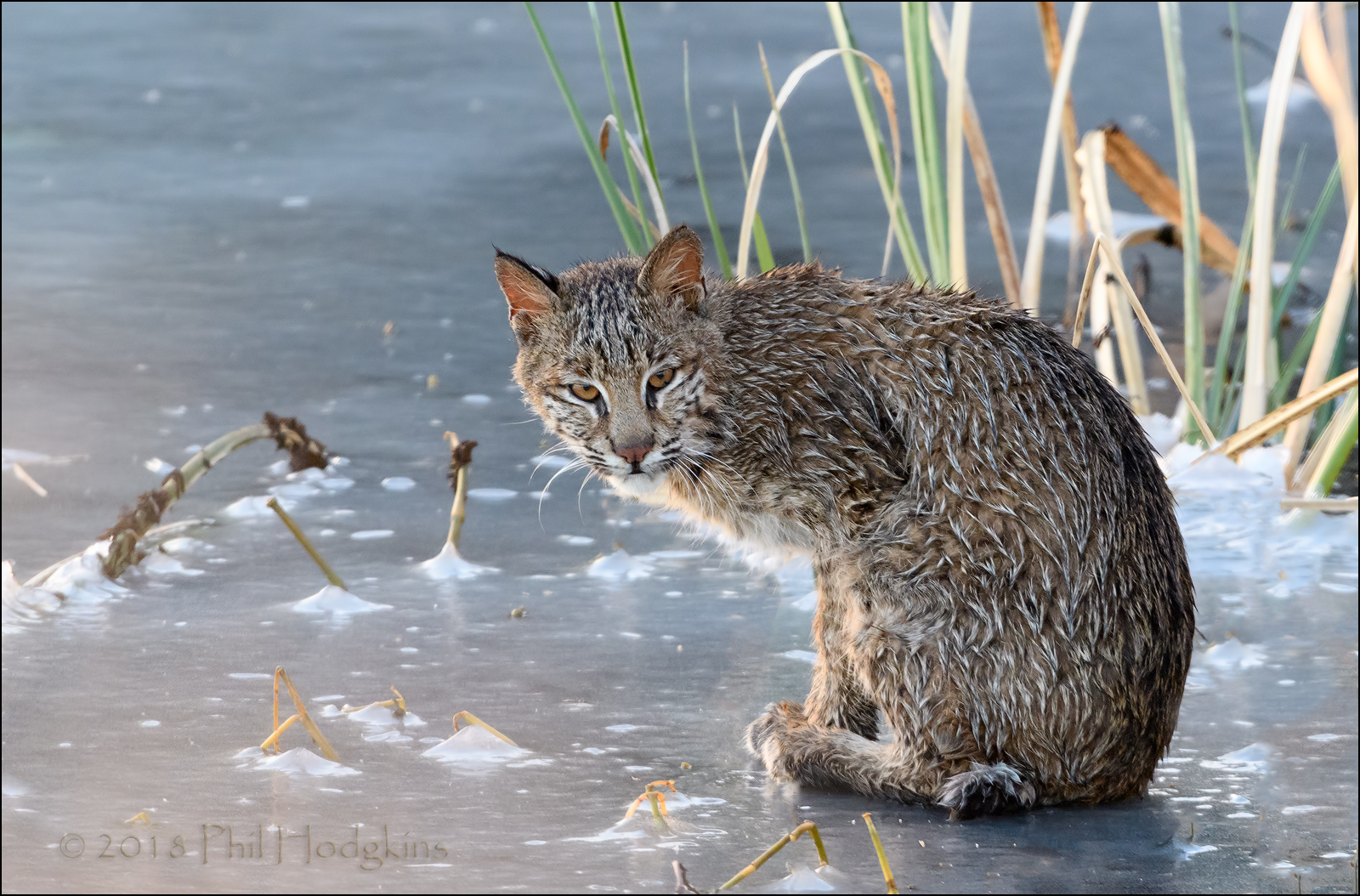 Bobcat on Ice