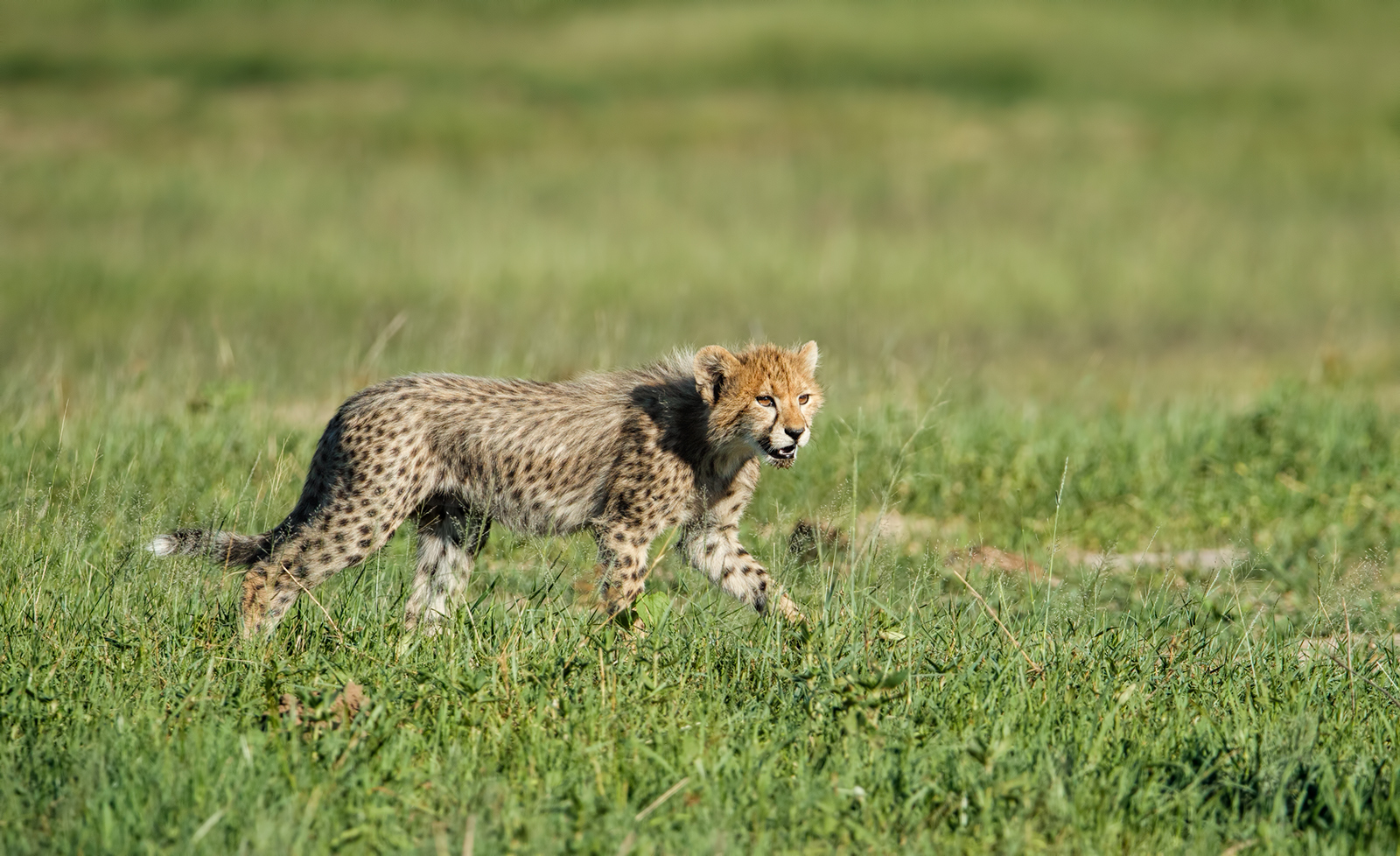 Young Cheetah