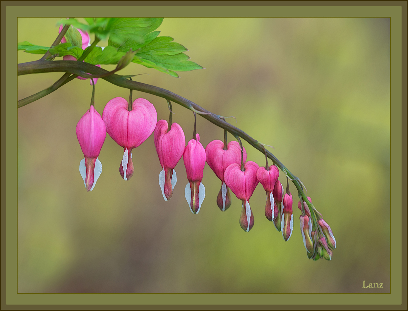Bleeding Heart