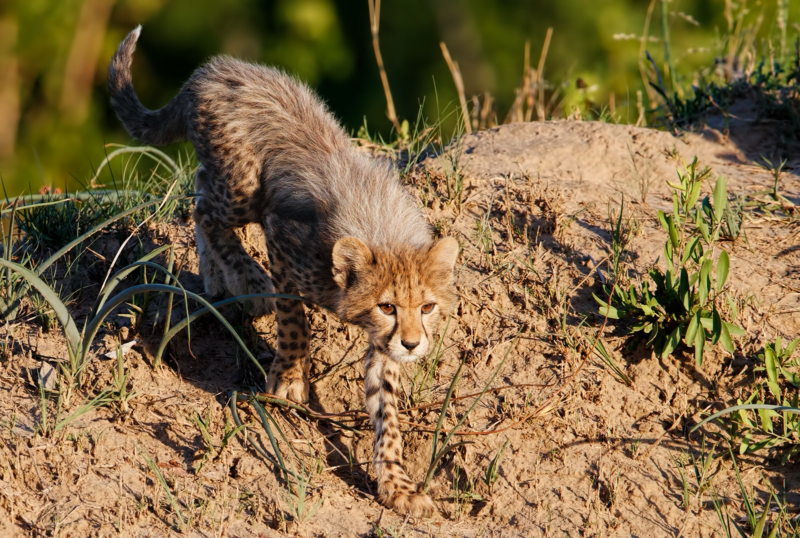 Off for Supper