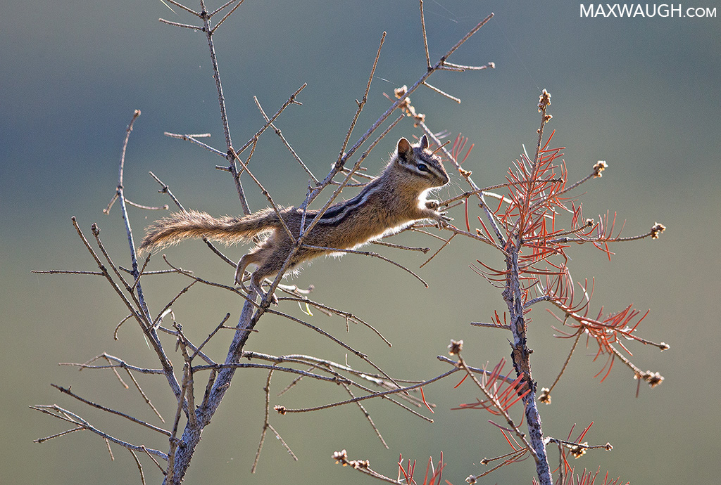 Chipmunk