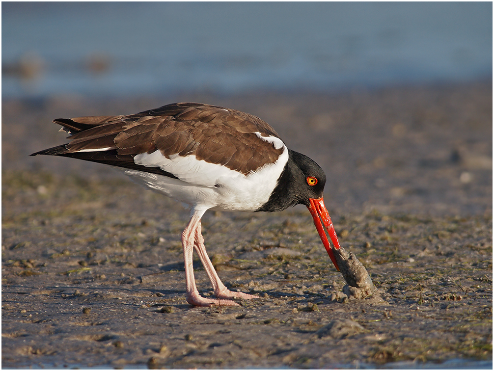 American Oystercatcher